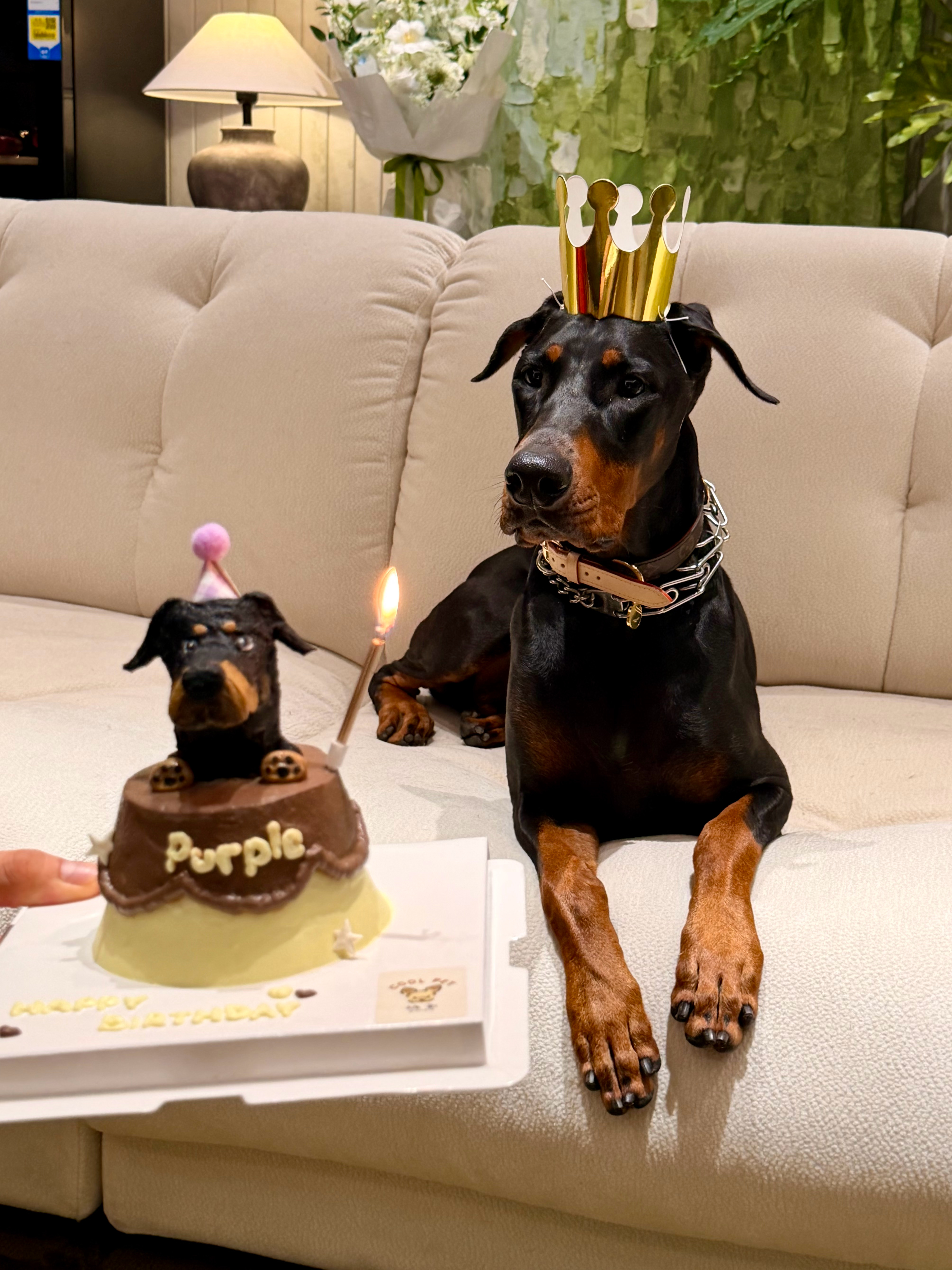 从杭州赶回来深圳给紫妹过生日咯！跟朋友三个人两只狗在家里鸡飞狗跳的这个点刚刚遛完