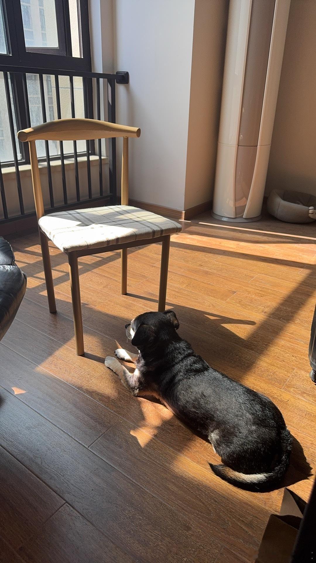 办公室晒太阳的狗子🌞狗狗  ​​​