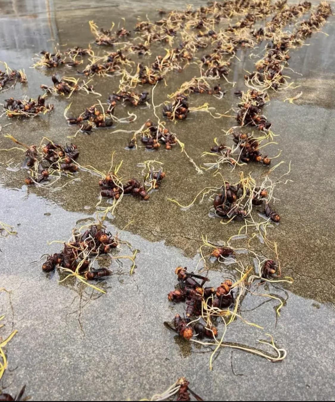 有谁知道这是什么东东？