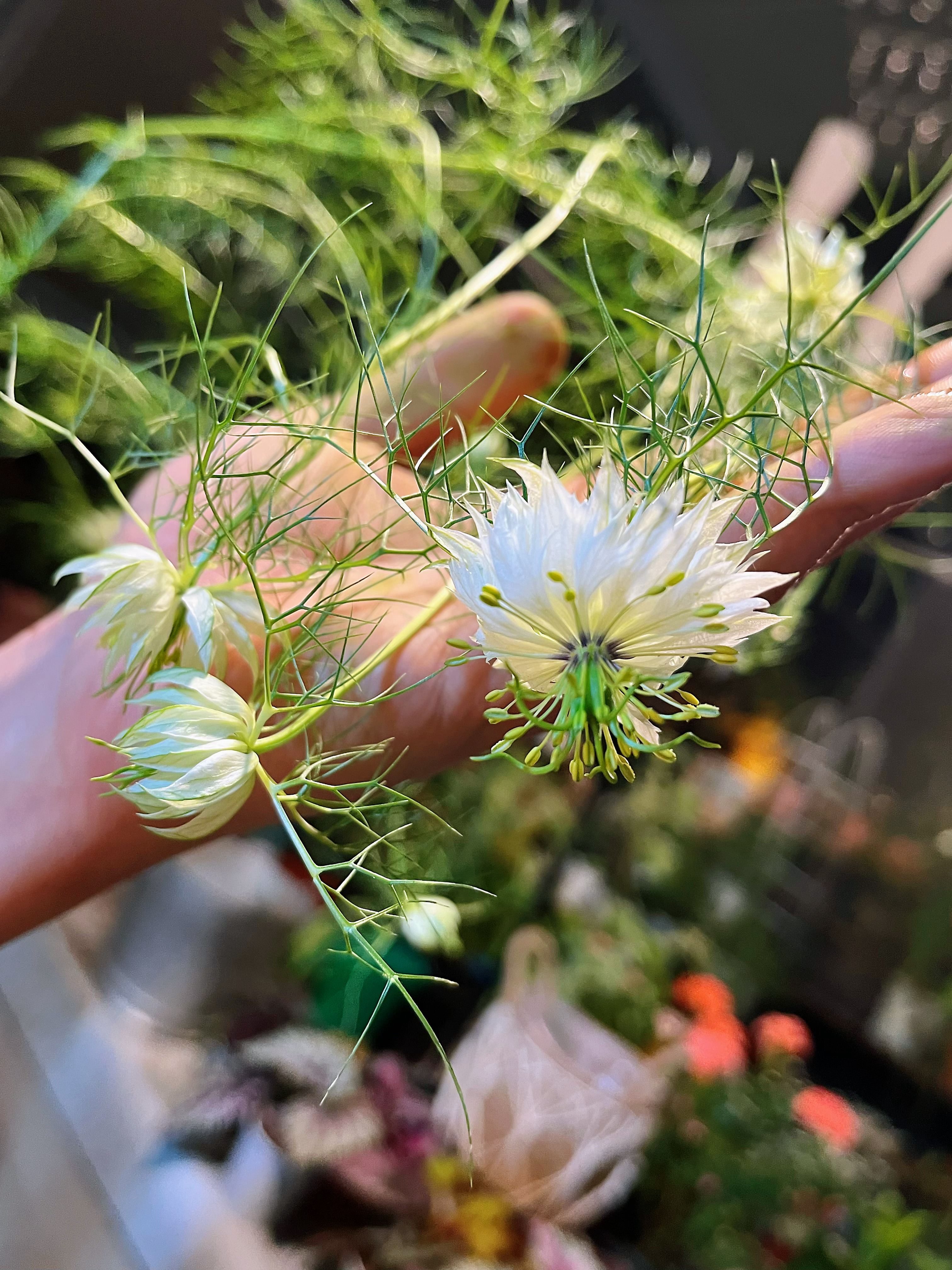 黑种草 非洲新娘Nigella damascena“African Bride”