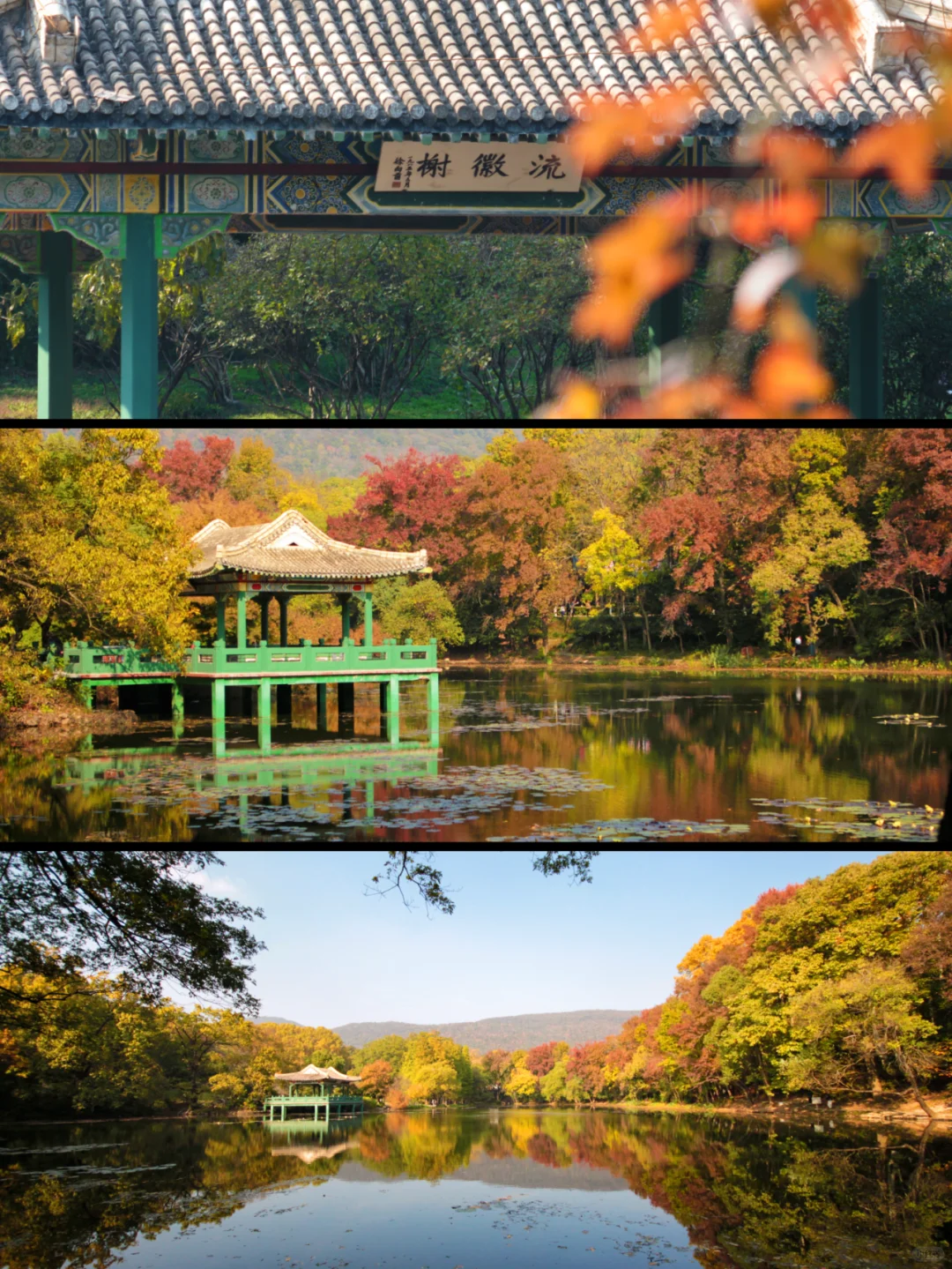 南京流徽榭|藏在钟山景区的秋色秘境🍂