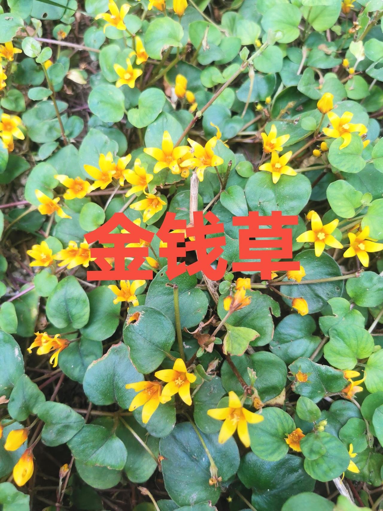 有一种花儿，学名：过路黄
小名就叫：金钱草，你认识吗？