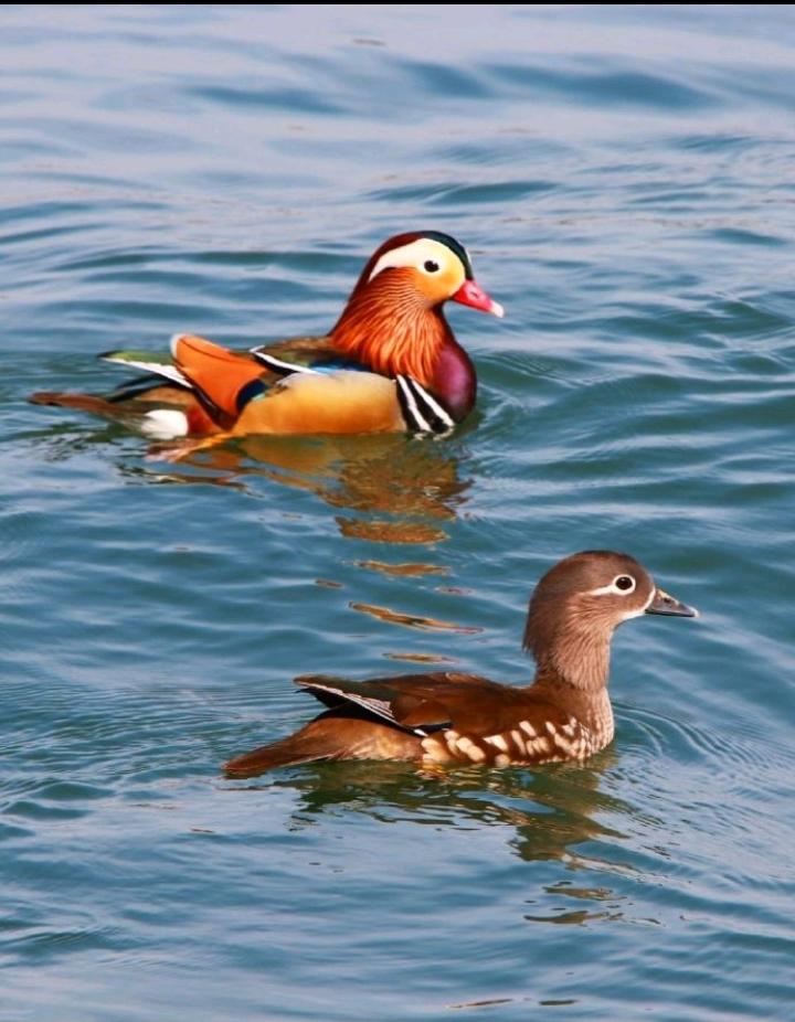 鸳鸯戏水不一般
此乃上界鸟羽仙
只因贪恋红尘地
———？

上联：鸳鸯非凡鸟；