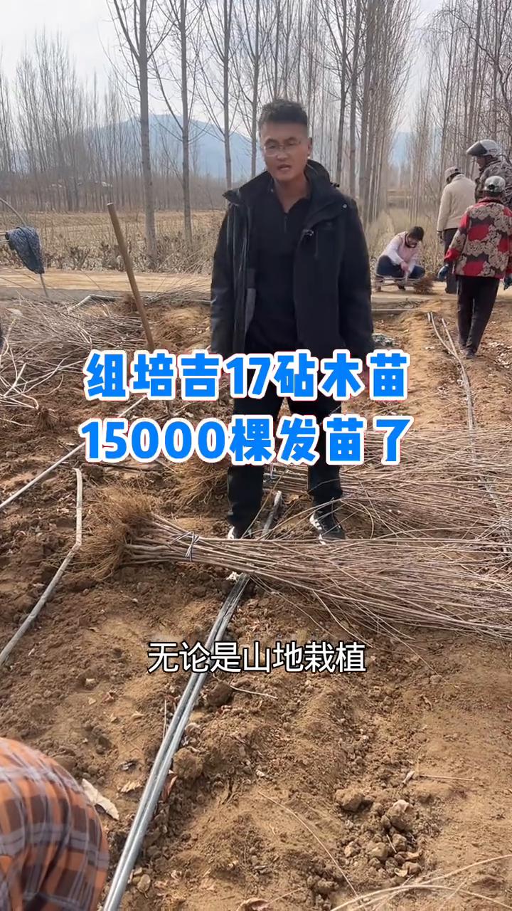 适合山地、丘陵栽植的大樱桃砧木苗。
无论是山地栽植还是丘陵栽植，首选就是枕木。第