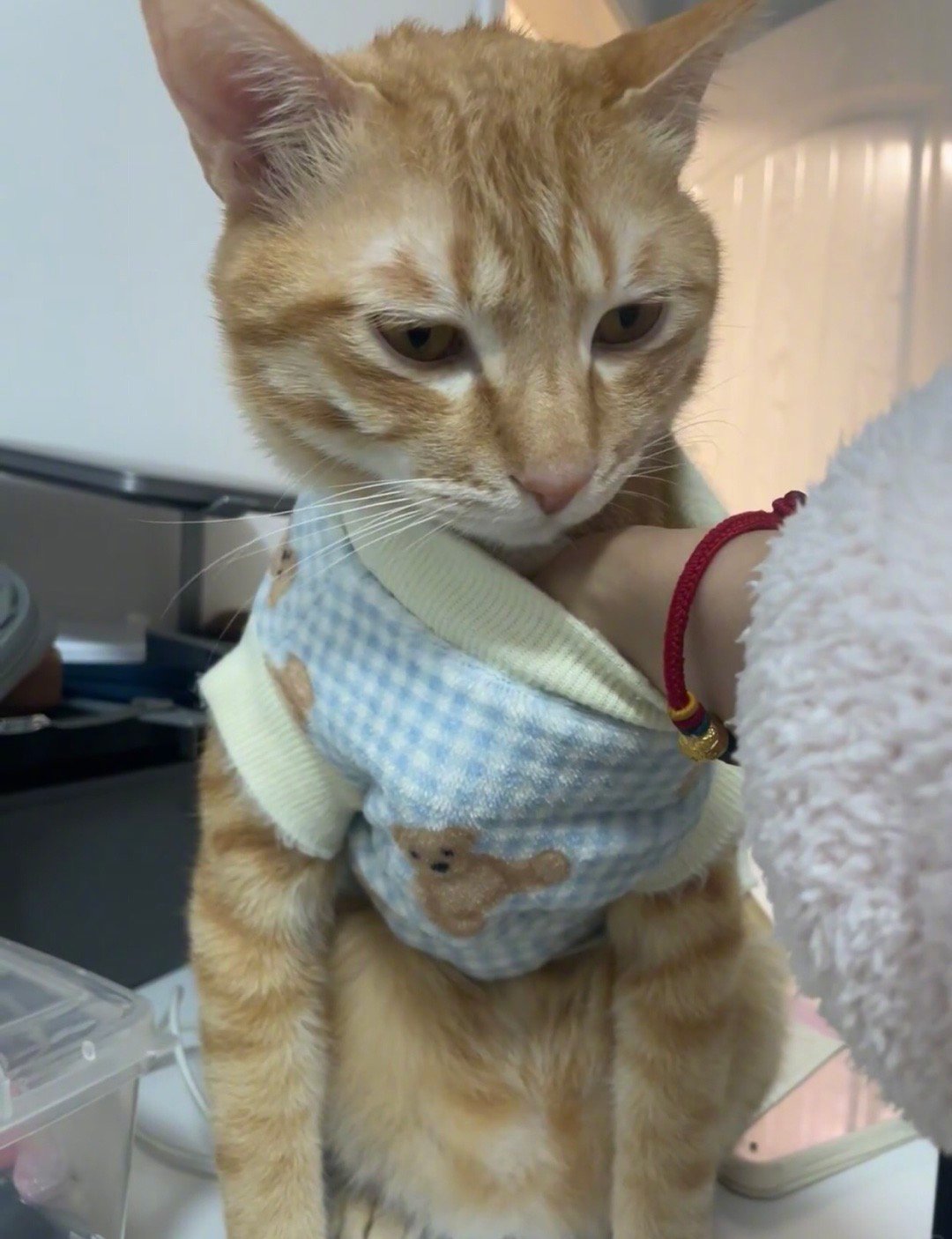 养猫人用的暖手宝都是真皮的在取一种很奢侈的暖这是小猫在冷天唯一的作用日常寒假不打