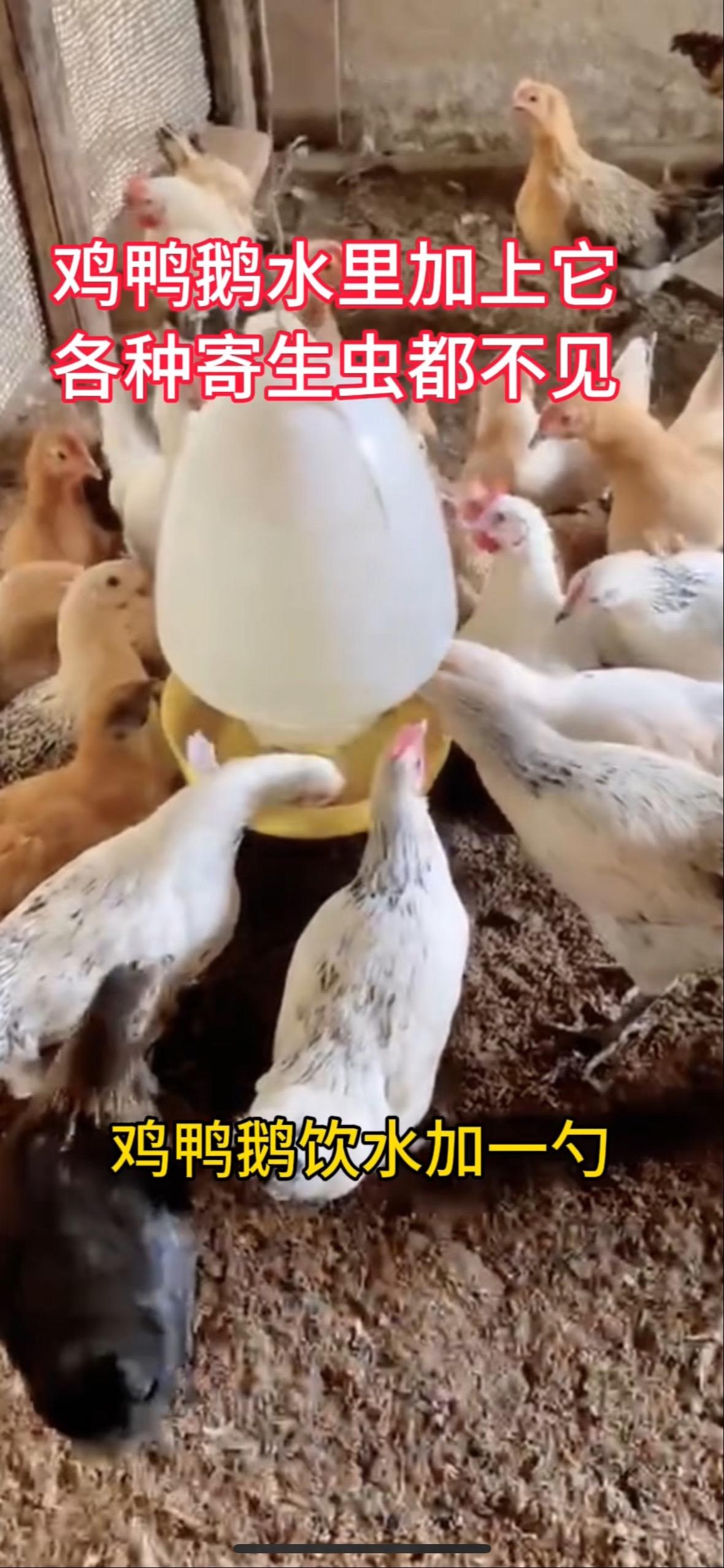 鸡鸭鹅驱虫就用内外净#养鸡不生病小妙招 #鸡鸭鹅驱虫 #鸡鸭鹅多下蛋 #鸡鸭鹅多