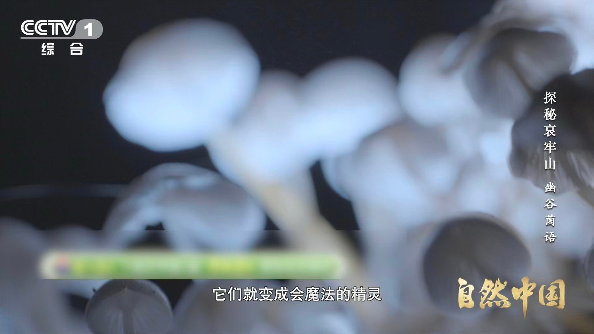 山里有天然小夜灯 哀牢山的夜，是被蘑菇一口一口啃亮的。它们吃掉黑暗，吐出荧光，把