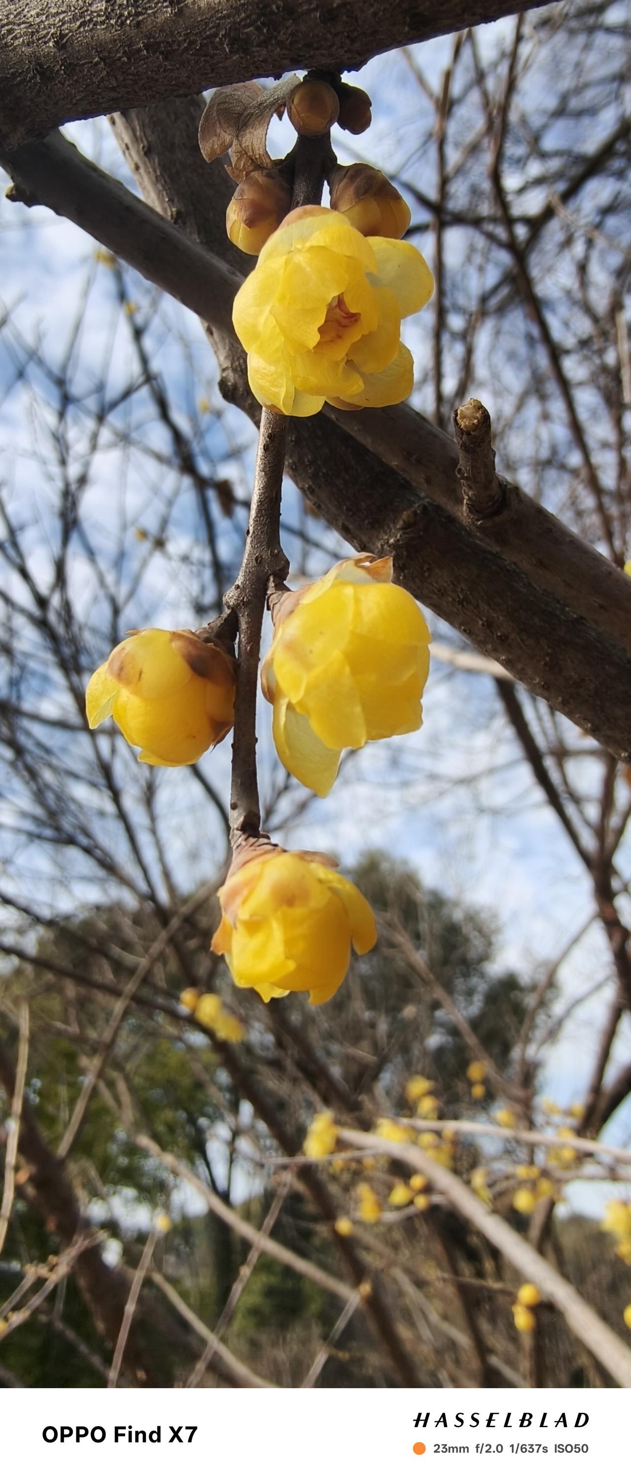 喜欢冬日无锡街头的腊梅花香与枇杷花香
  色，嗅，味，今年好像突然对嗅觉敏感了一