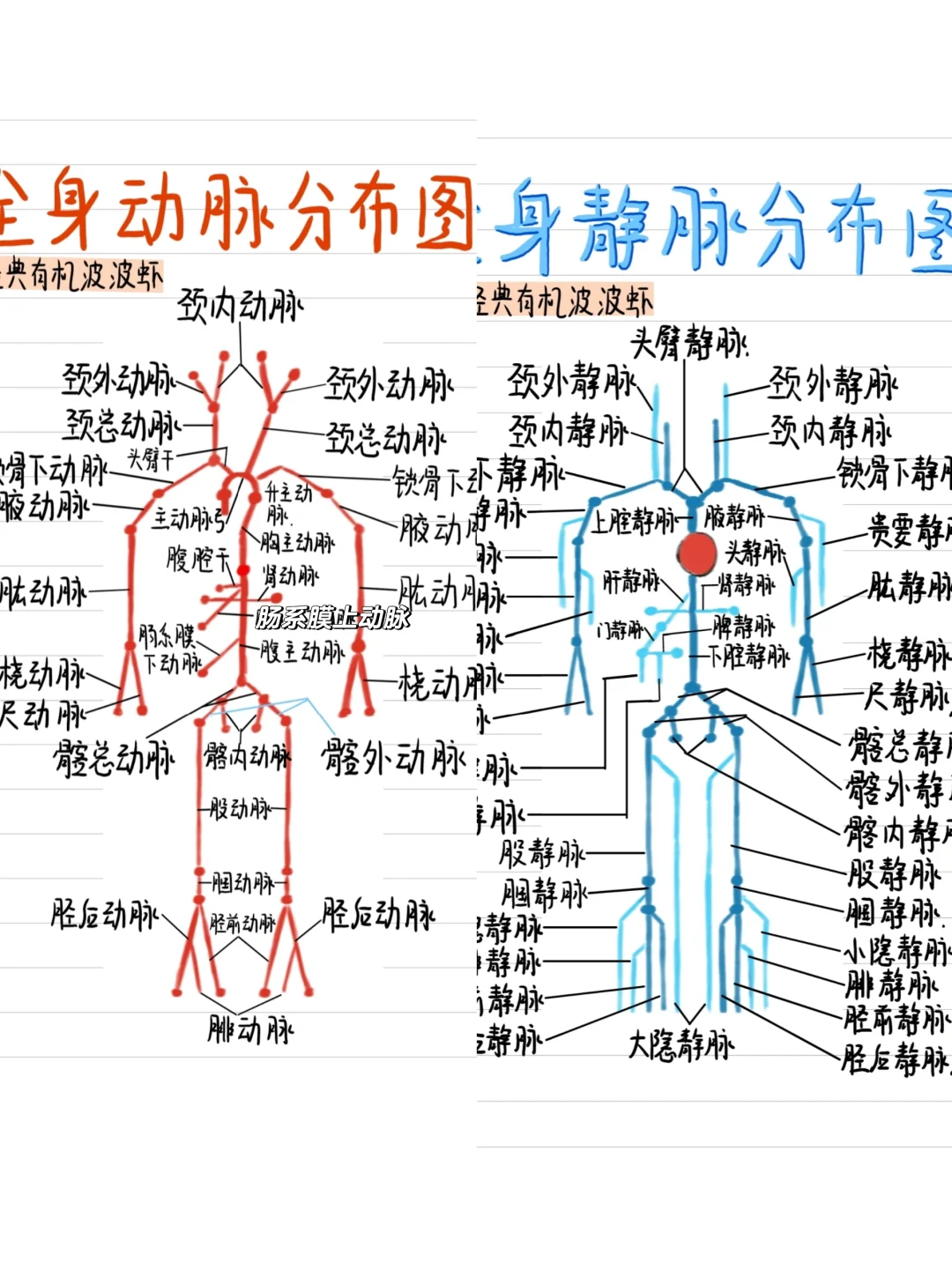 医学生笔记✍️~全身动脉静脉图❗