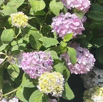 🌺阳光信用 🌸‎每日一善 善中有乐，一路善行；善中有仁，日日善行；善中有孝，