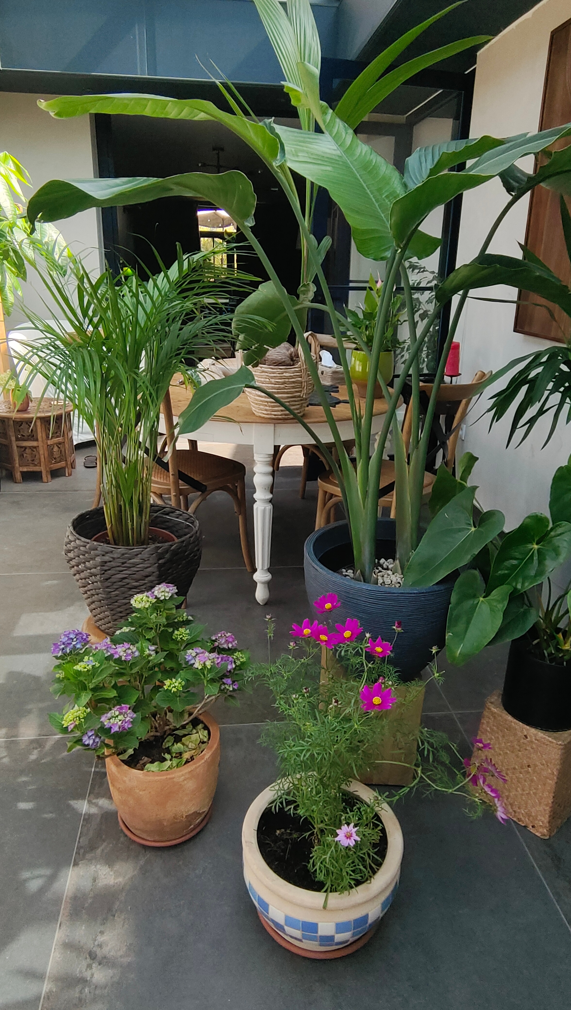 避暑山庄的绣球和格桑花，如果留在室外，每天烤焦没人吃的烤花生试试看做花生酱，来拌