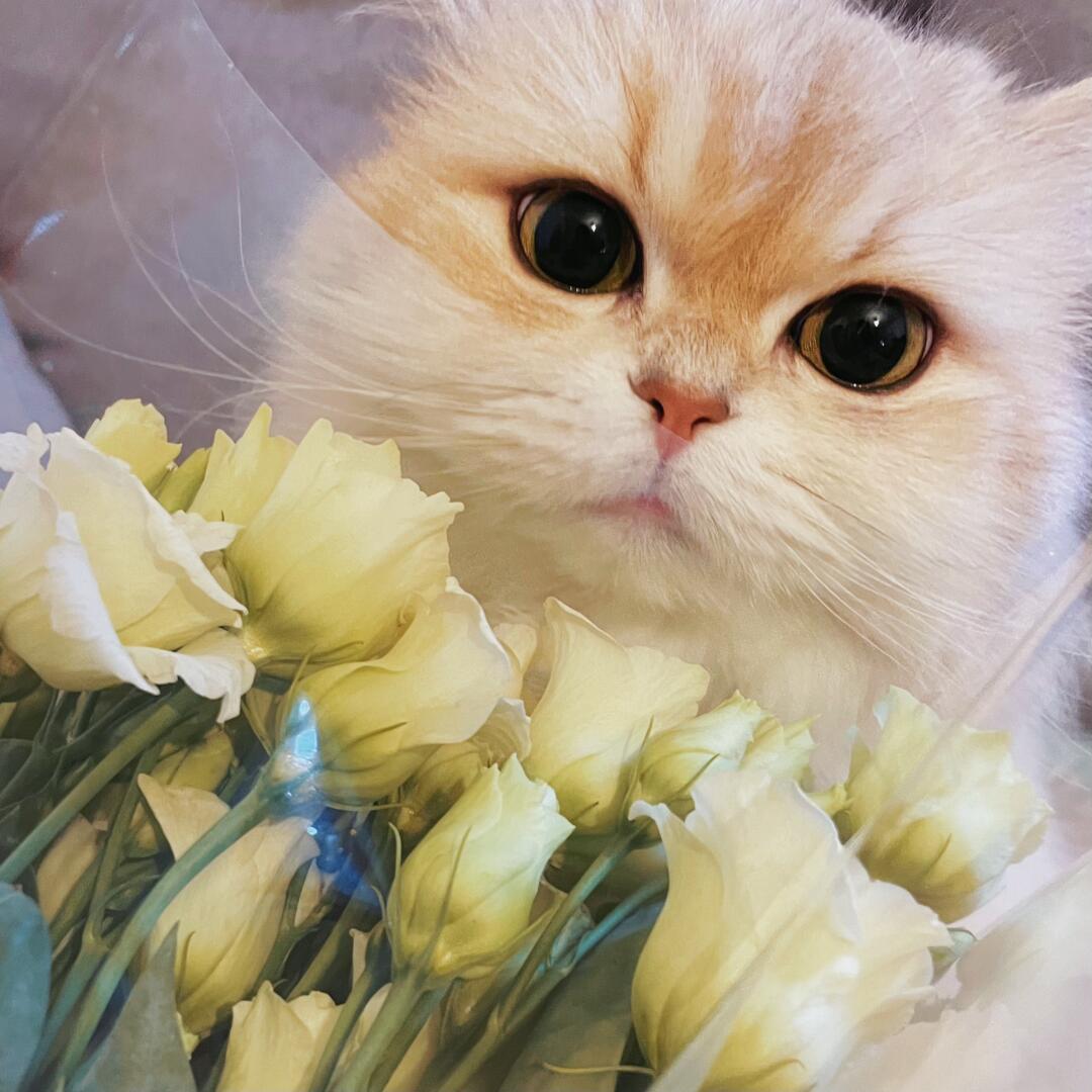 今日份的小猫浪漫~