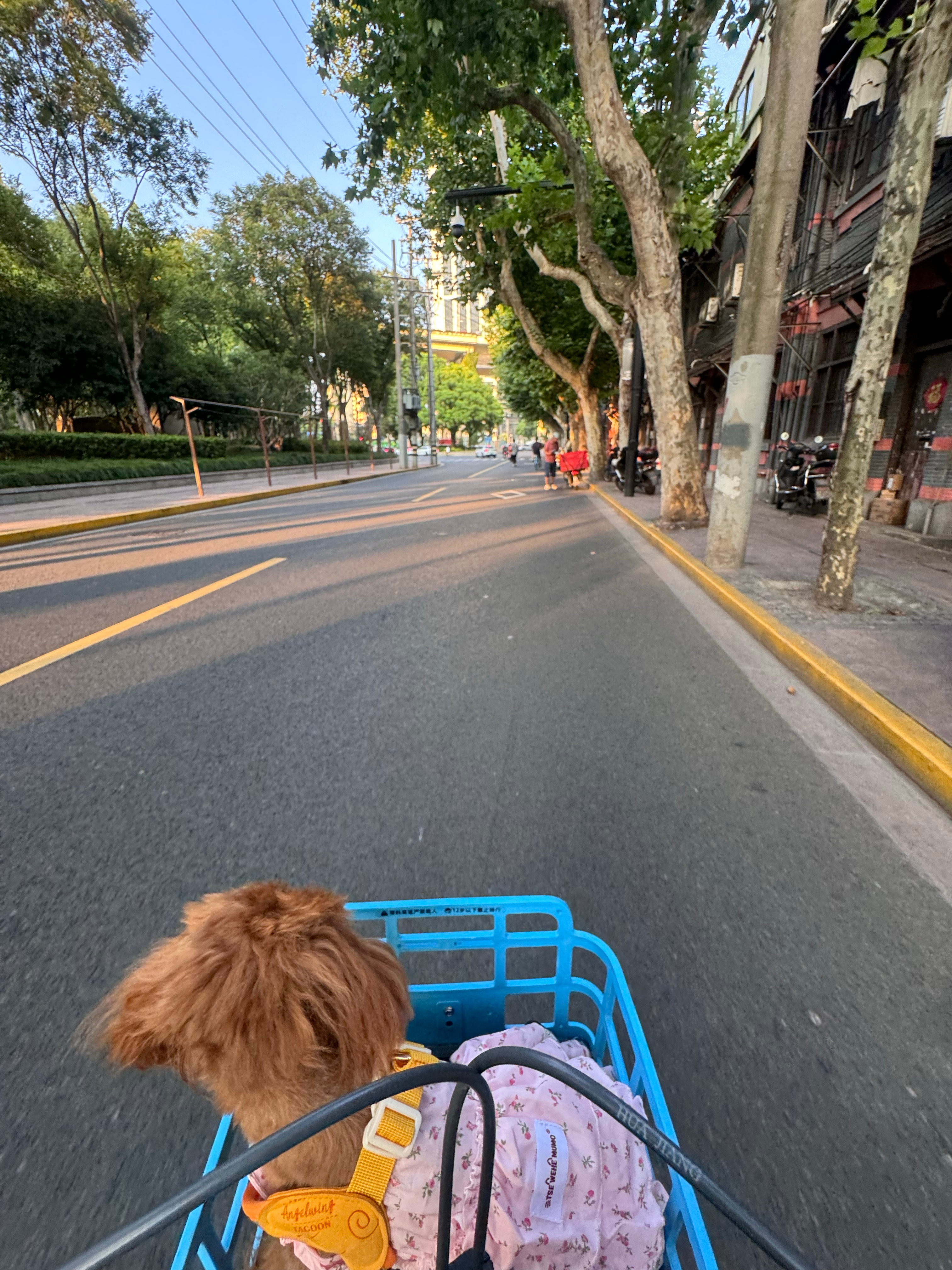 锻炼完好爽！带小苹果出去玩，让她坐在车筐里看风景哈哈哈哈！这个抹茶看到好多次但一