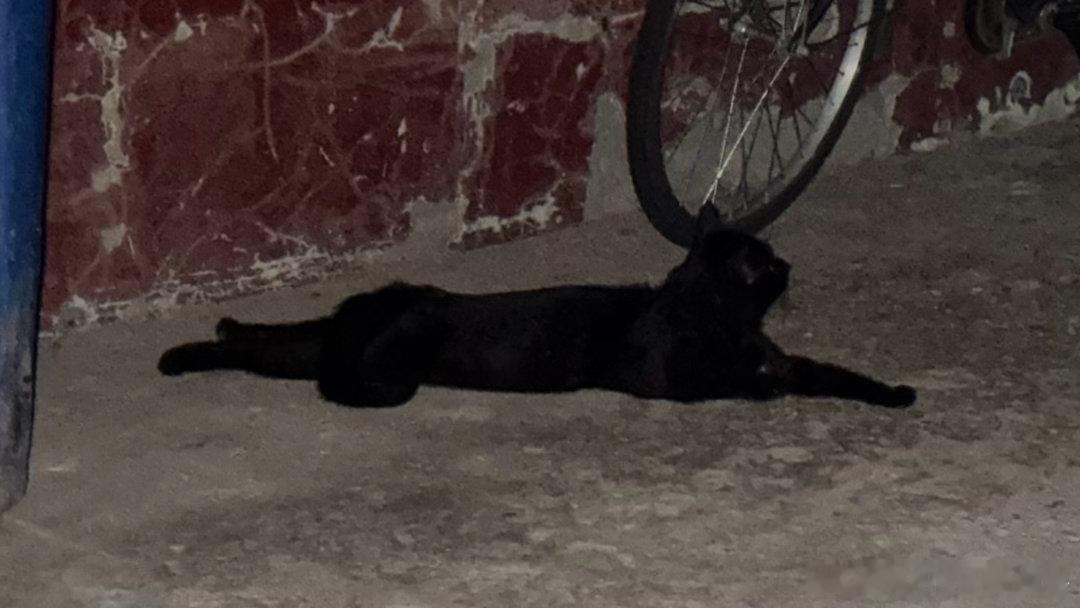 忽然看到一只黑色的猫咪，身体好长眼睛太亮了，晚上不仔细看清还真吓一跳，这是谁家猫