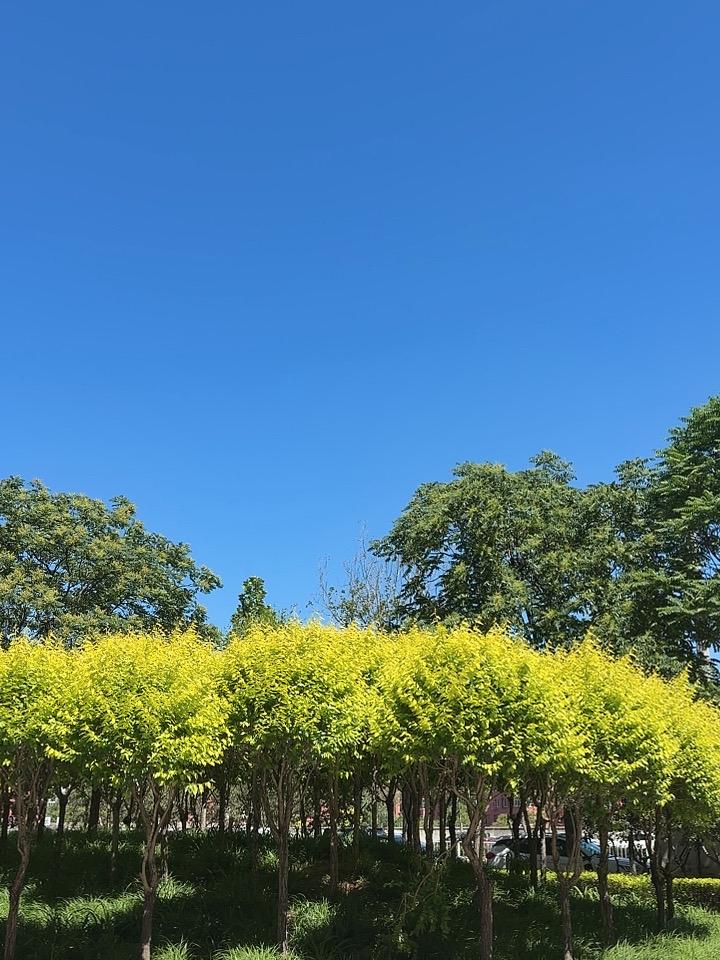 祝福考生
祝福所有的考生，
金榜题名很轻松。
如愿考上好学校，
就业一路开绿灯。