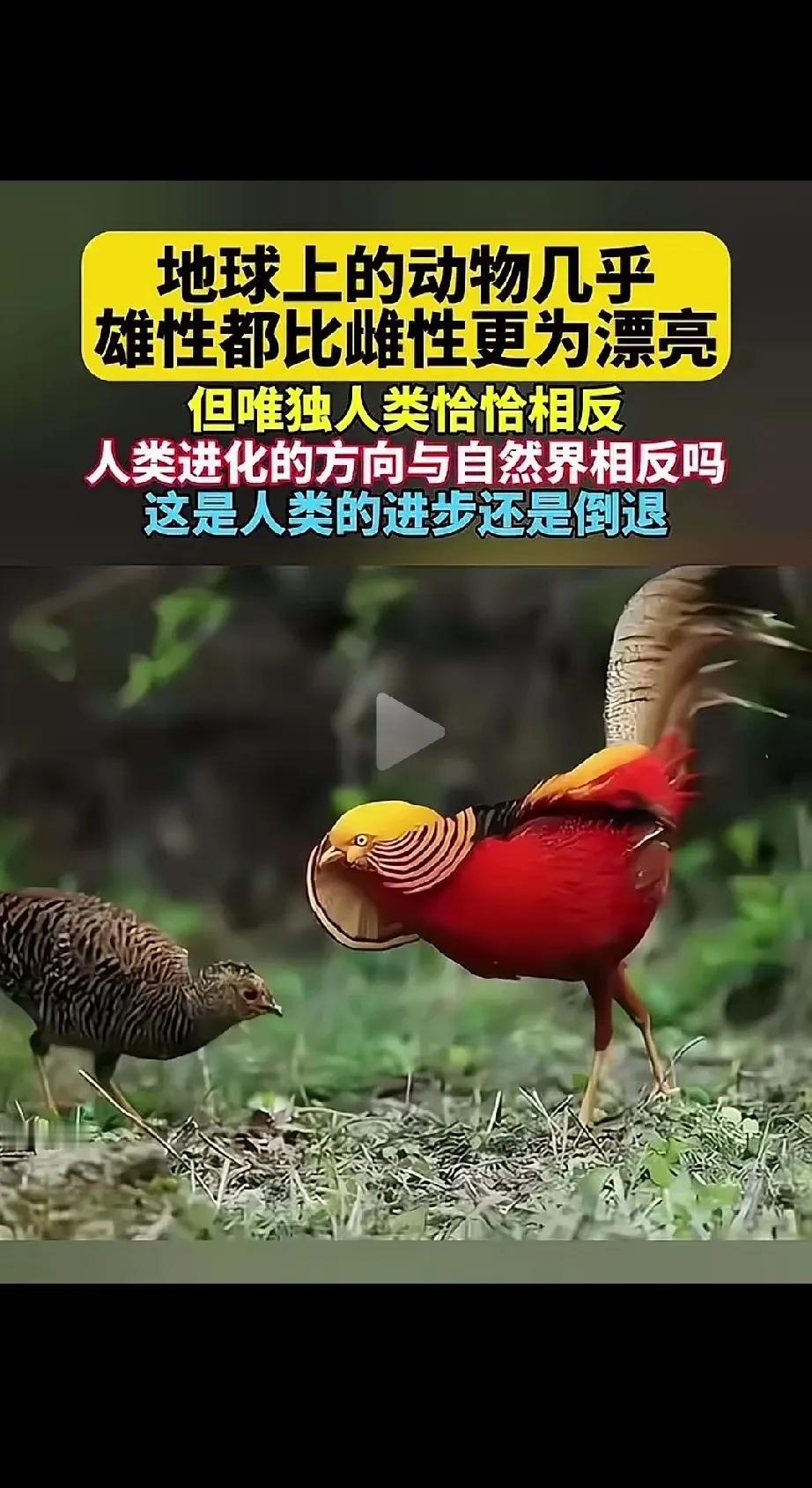 为什么地球上几乎所有的动物，雄性都比雌性更漂亮，人类却恰恰相反