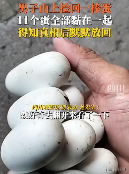 胆子真肥！广东韶关，一男子上山砍笋，看见树边有个鼓起的包，就好奇的翻开看，发现竟