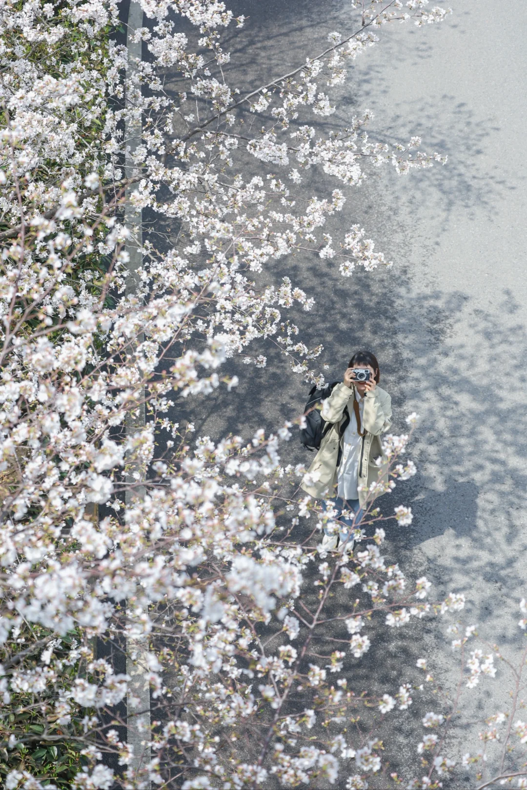 武汉樱花车站封神了❗️现实版秒速五厘米