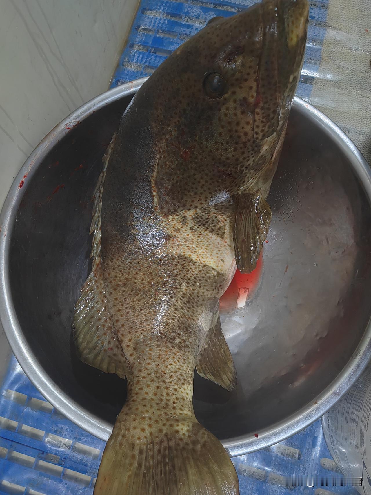 今天晚上，有个兄弟钓了一条石斑鱼，这条石斑鱼足足有四十斤重，刚钓到的时候，感觉可