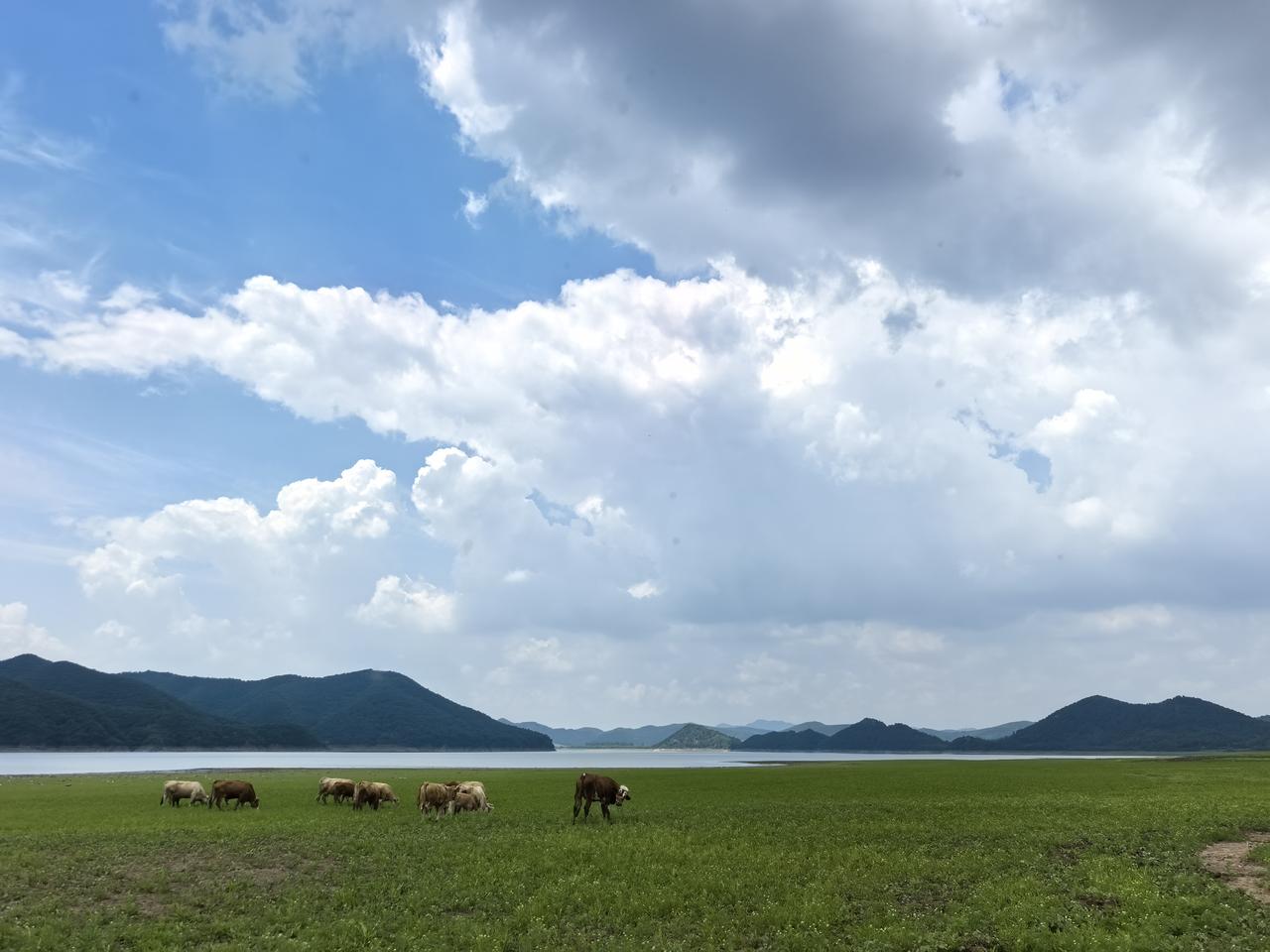 碧流河水库退水之地的草甸，真有草原的感觉。云朵像藏地的云一样洁白，天空像内蒙的天