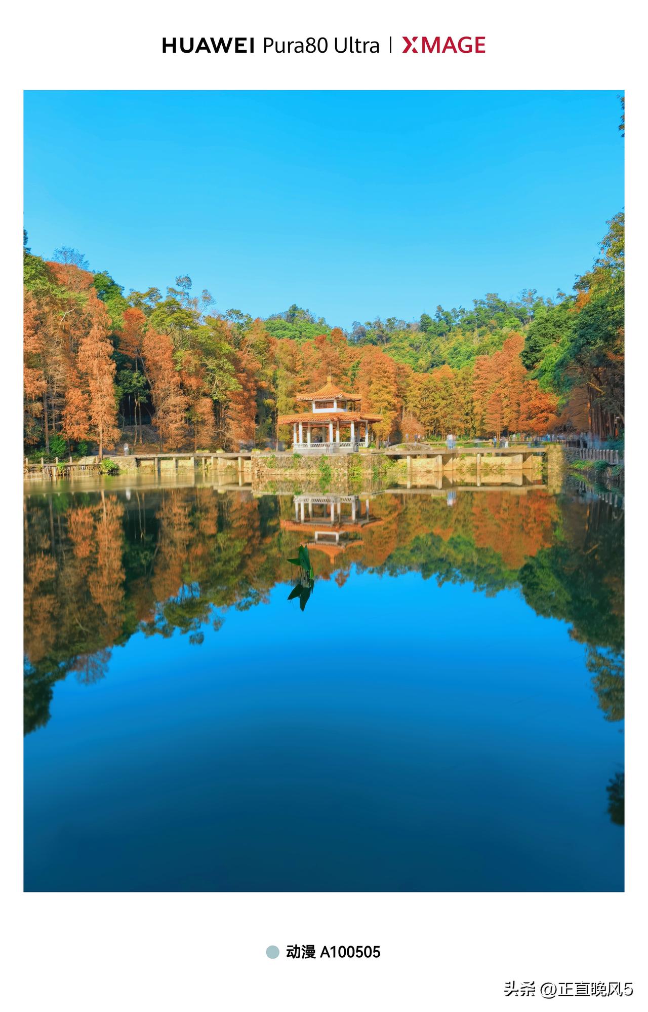 仙湖境像
每年的仙湖植物园的落羽杉，仙湖与落羽杉的的结合，XMAGE影像，丝绢流