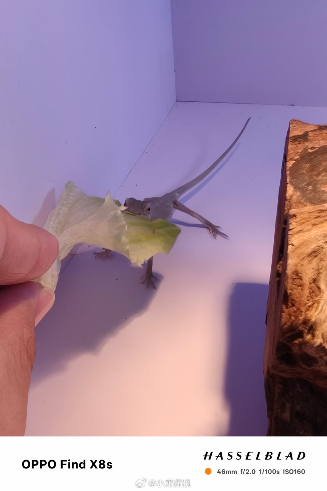 好好好，捡到宝了。小家伙是真的是生菜啊，之前那只都养多大了还不吃，这个你放进去就