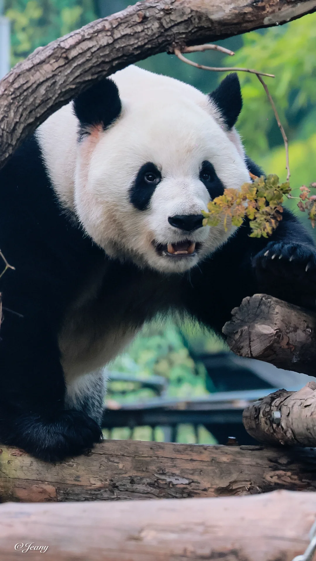 从大么么萌兰的眼神中🐼我看到了光和爱♥️