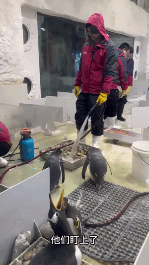 企鹅偷石界“惯犯”实锤！趁保育员打扫疯狂作案，竟是为了“婚房基建”？
 
家人们