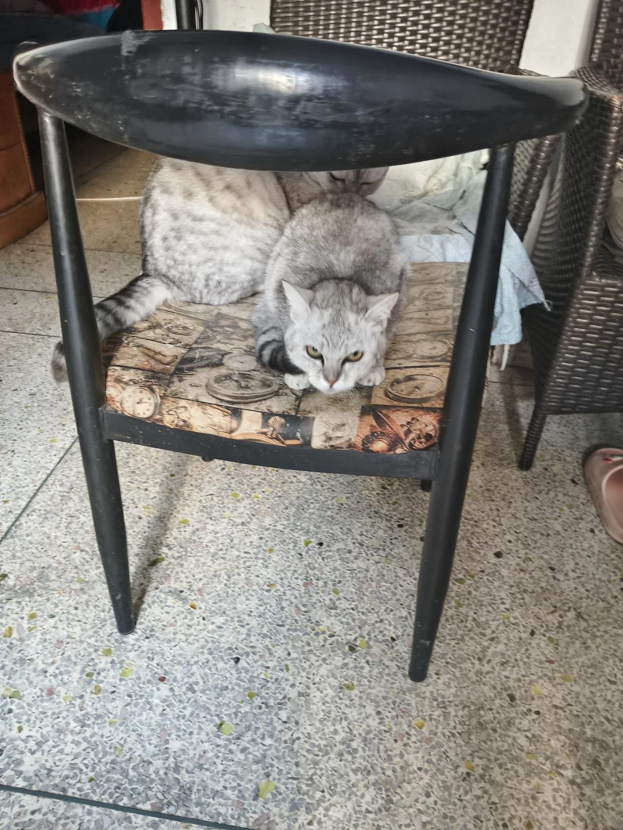 我刚才发现我家母猫在凶它的孩子，乖乖，这是怎么回事，这可是亲娘俩呀，以前天天睡在