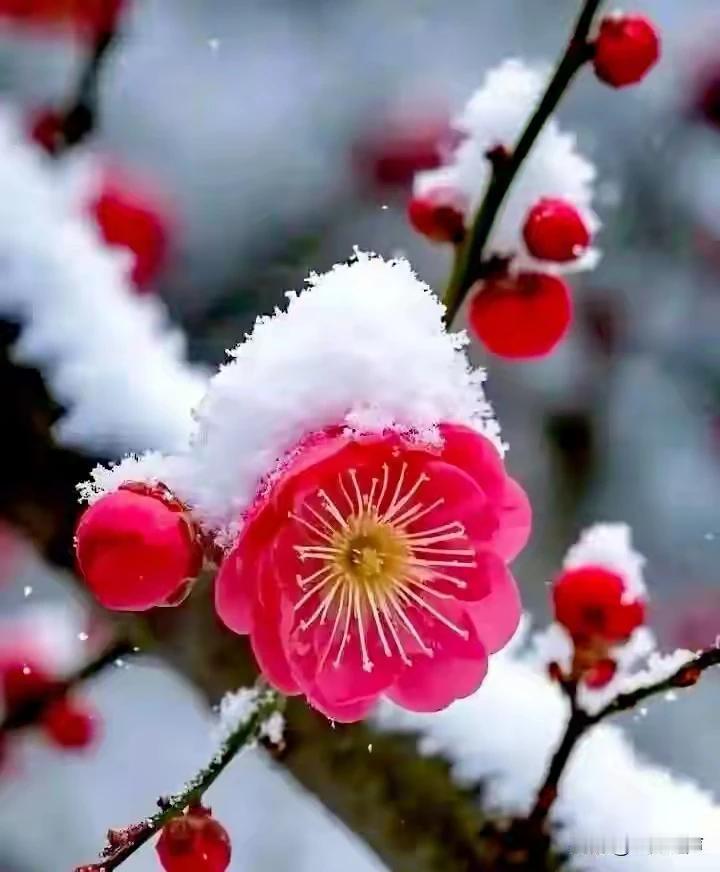梅蕊含香凝冷韵，
银装素裹映晚霞。