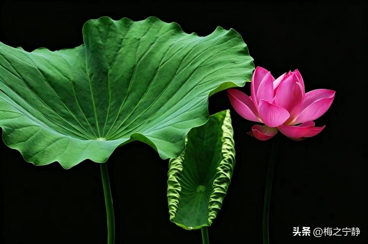 🌼²⁰²⁶/₀₇.₂₄ᵕ̈周五｜荷香满池☀️🍒🍑☕️🍃
晨光缓缓洒落，拂