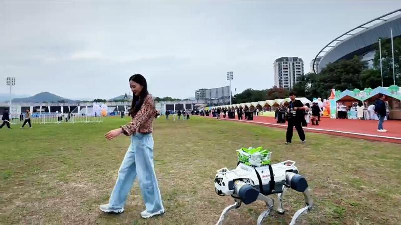 康迪機器狗Kandi融入云和音樂節，成破圈“人氣王”