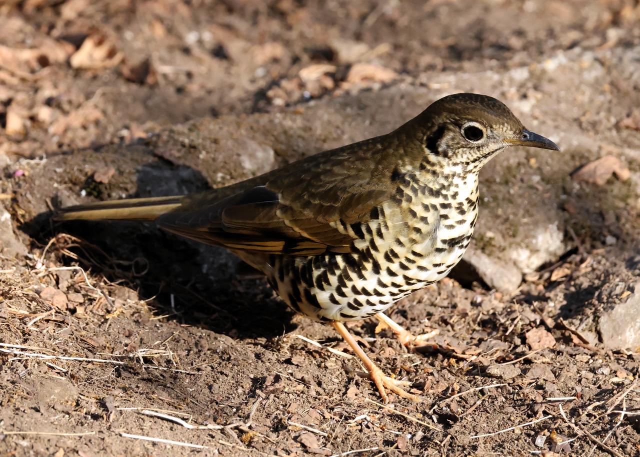 很少见，喜山淡背地鸫
冬季摄于保山百花岭鸟类摄影圈子 野生鸟类摄影 自然人文地理