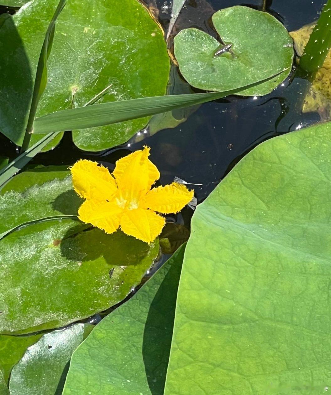 ～365植物心语～ 🌿✨📅 0️⃣6️⃣月2️⃣0️⃣日今日植物：荇菜（莕菜