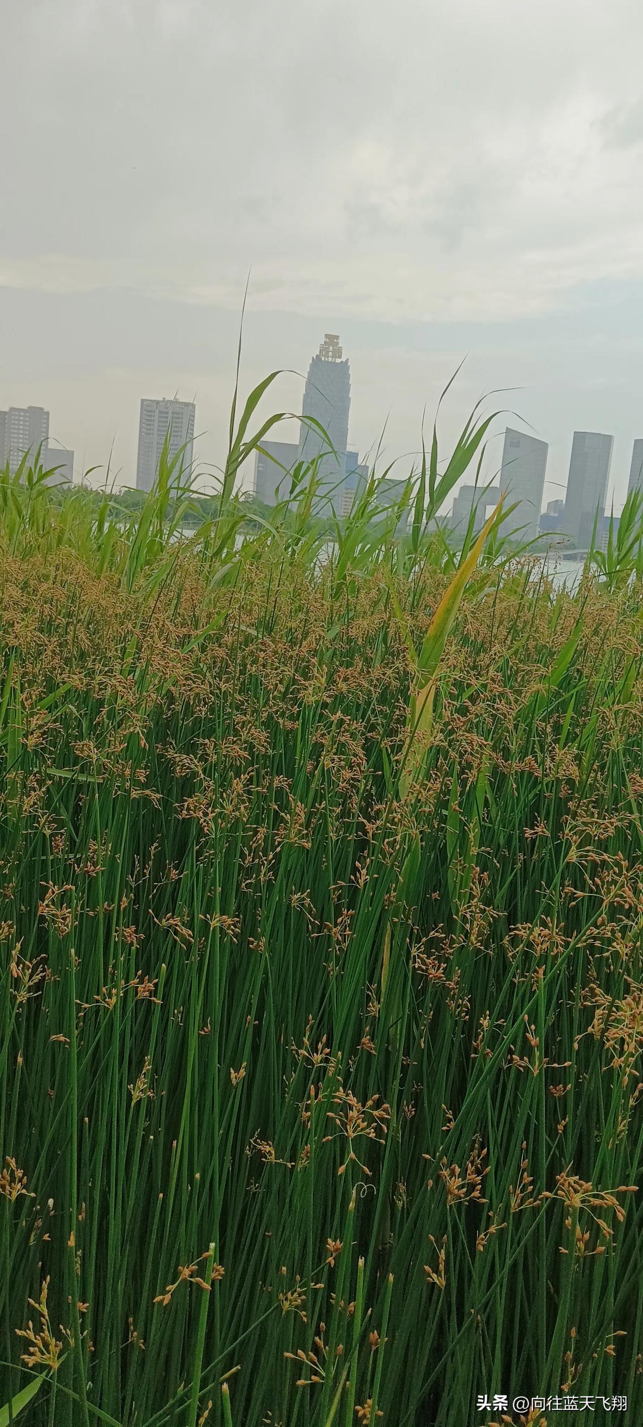 随手拍原创
都说稻谷长得青
满田春色撩人静
何人识得田间米
春夏秋冬不愁食
稻田