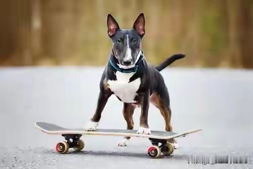 看起来又小巧又憨厚的牛头梗为什么会被列为禁养犬？我一位专业经营犬舍的朋友给我科普