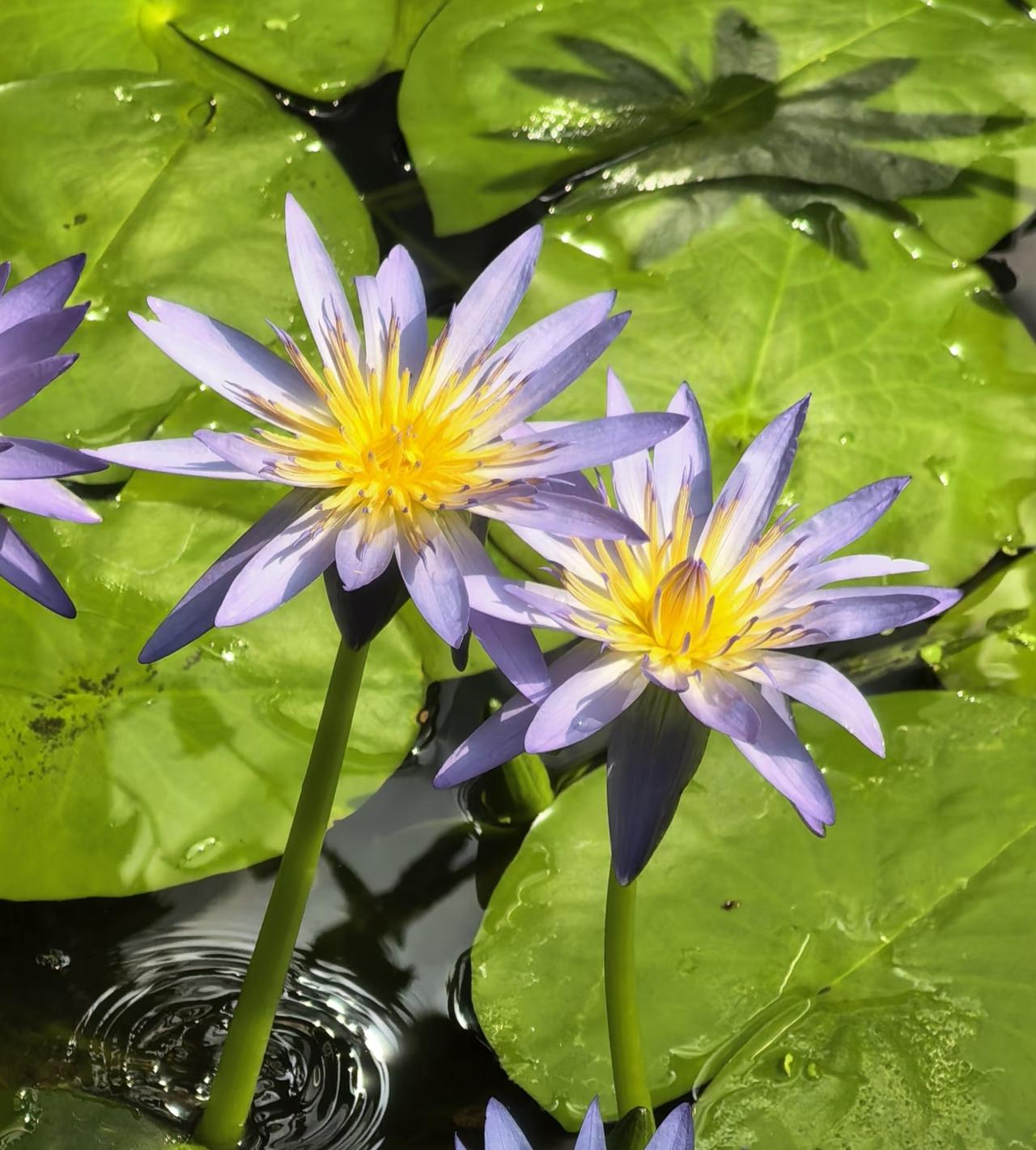 相册里最满意的照片花开富贵