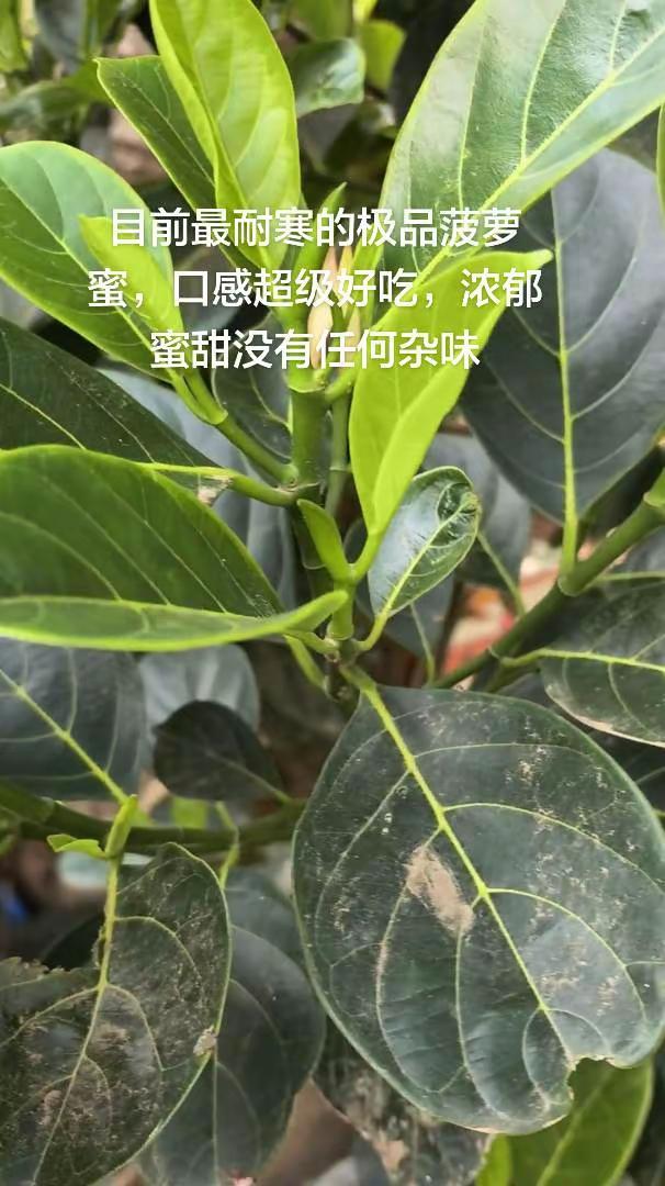 目前最耐寒的极品菠萝蜜，口感超级好吃，浓郁蜜甜没有任何杂味菠萝蜜新品种 耐寒菠萝