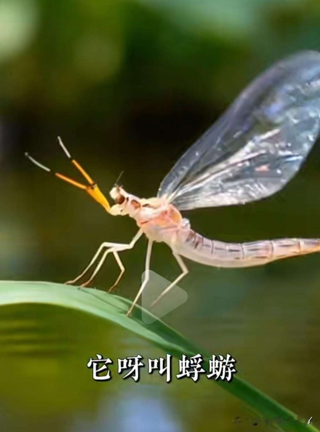 活着的意义究竟是什么？
你能相信吗？世间竟有一种生物，生命仅有短短24小时。它在