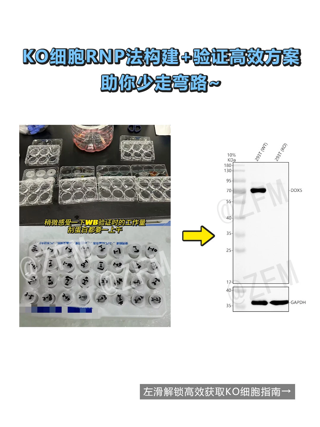 怕KO细胞构建+验证麻烦？高效方案来了❗