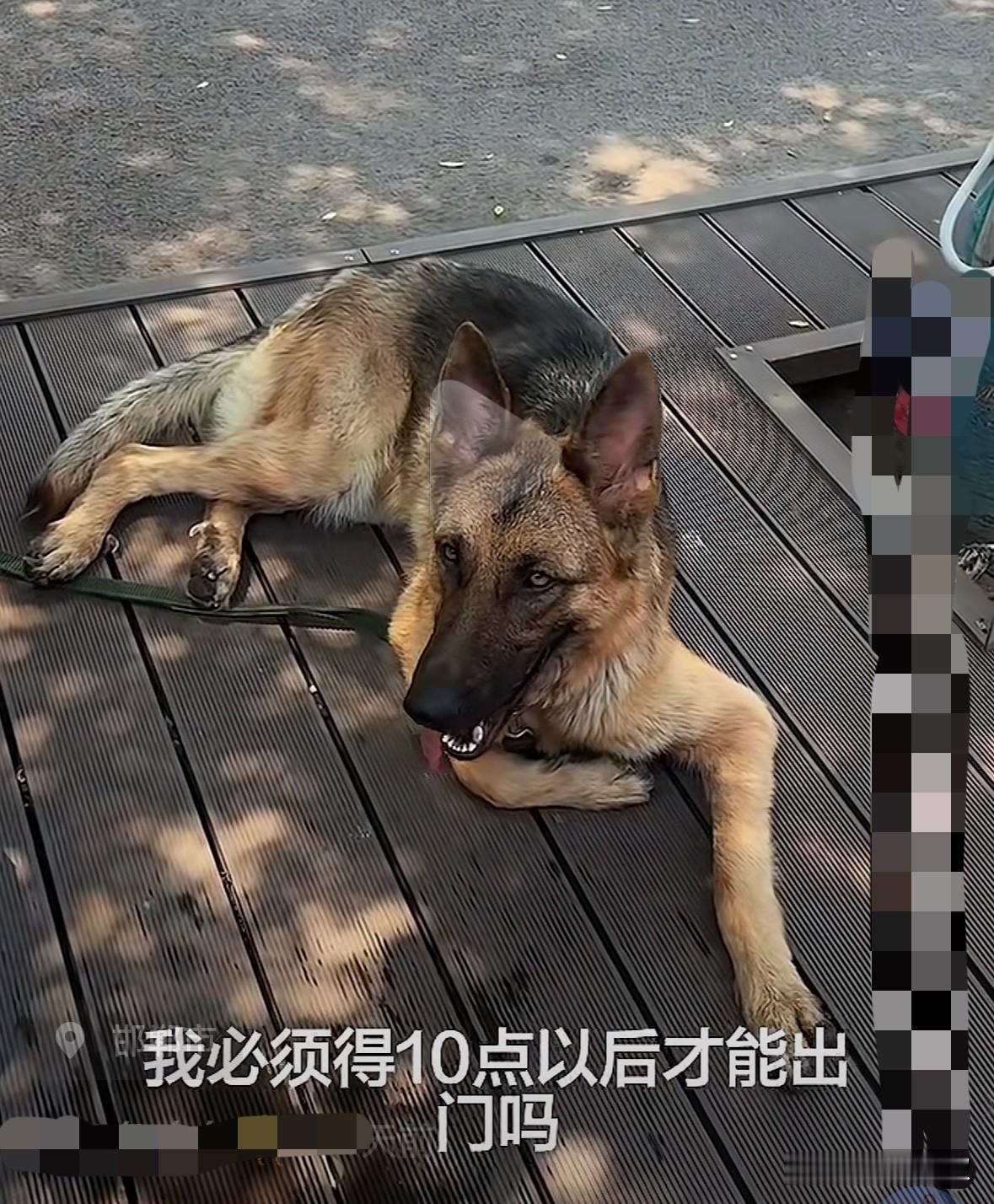 最近，邯郸一个养狗的小姐姐因为一条视频火了。

视频很短，就是一条趴在地上拴了绳