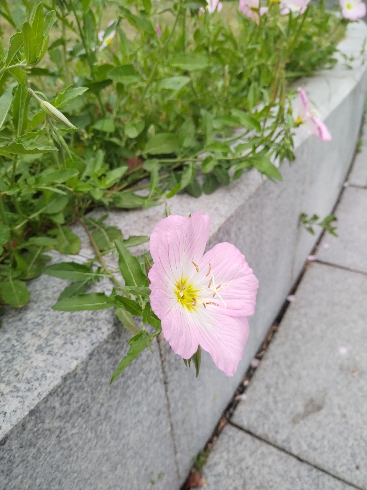 【趣联联趣】
上联：仙草，独入千方单味好
下联：？
【一字千金】
《访春·其八》