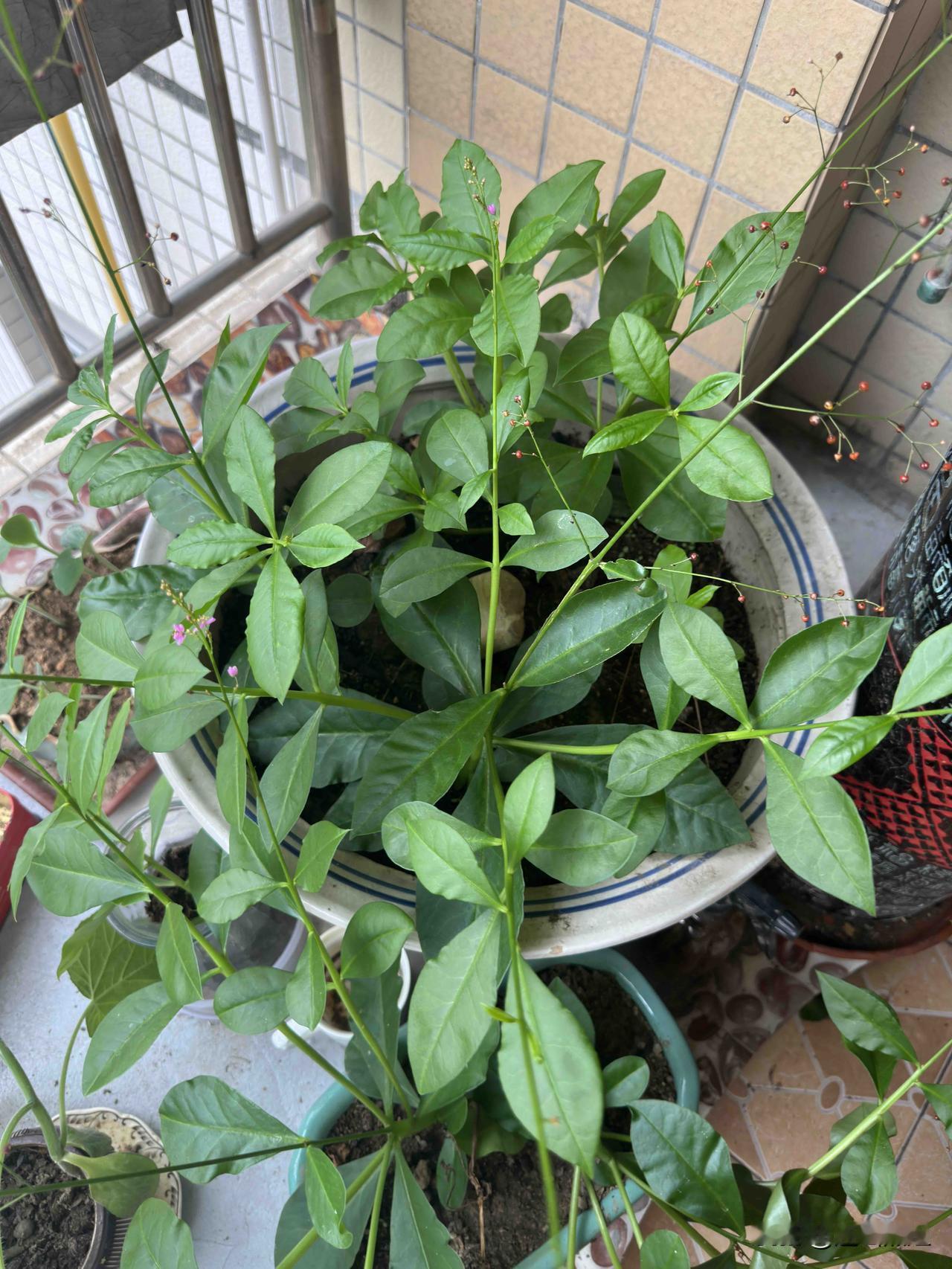 必须晒晒它们，有人认识是什么吗？嘻嘻😁

我家阳台的“天外来客”土人参：图一图