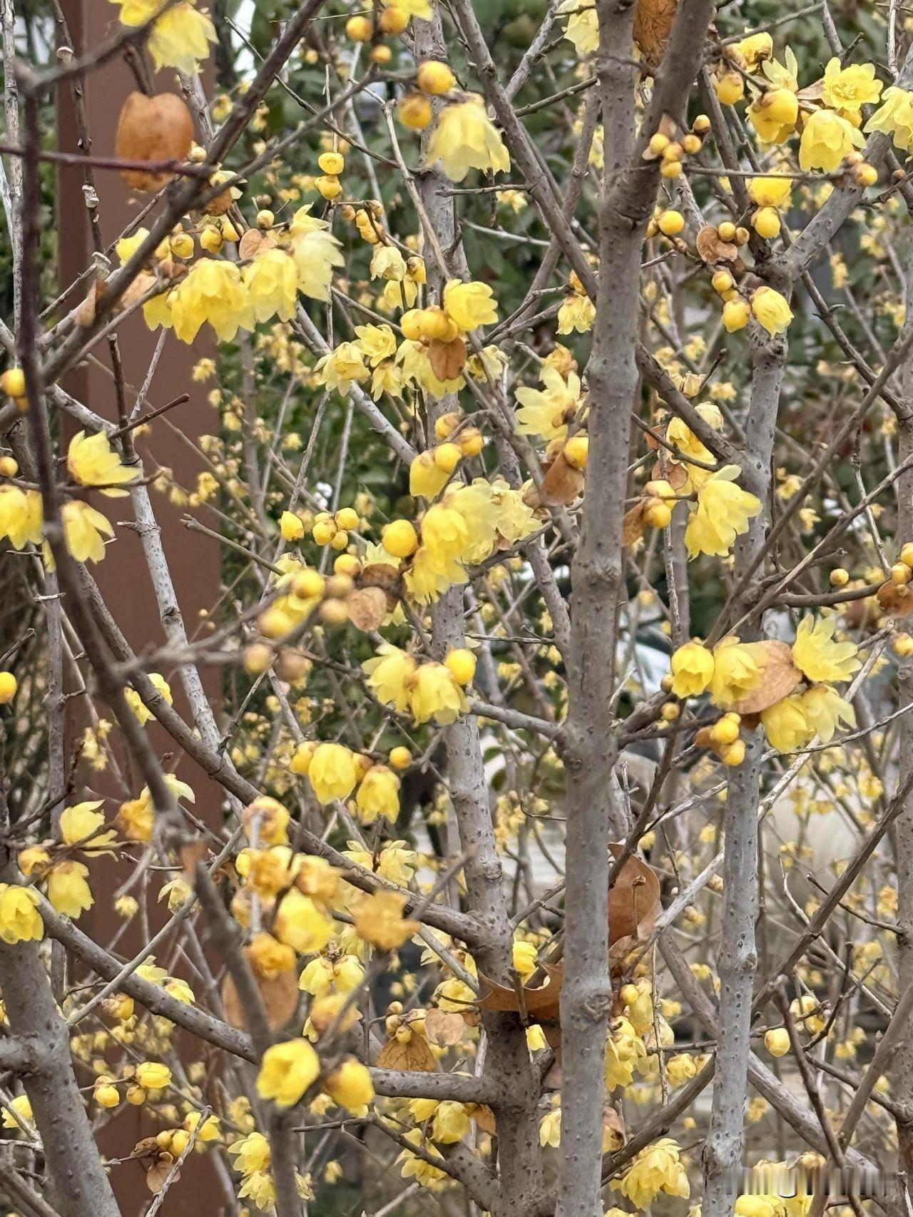 晒图笔记大赛在单位里散步，突然发现腊梅已开，意外收获了春天的发出的信号，真开心。