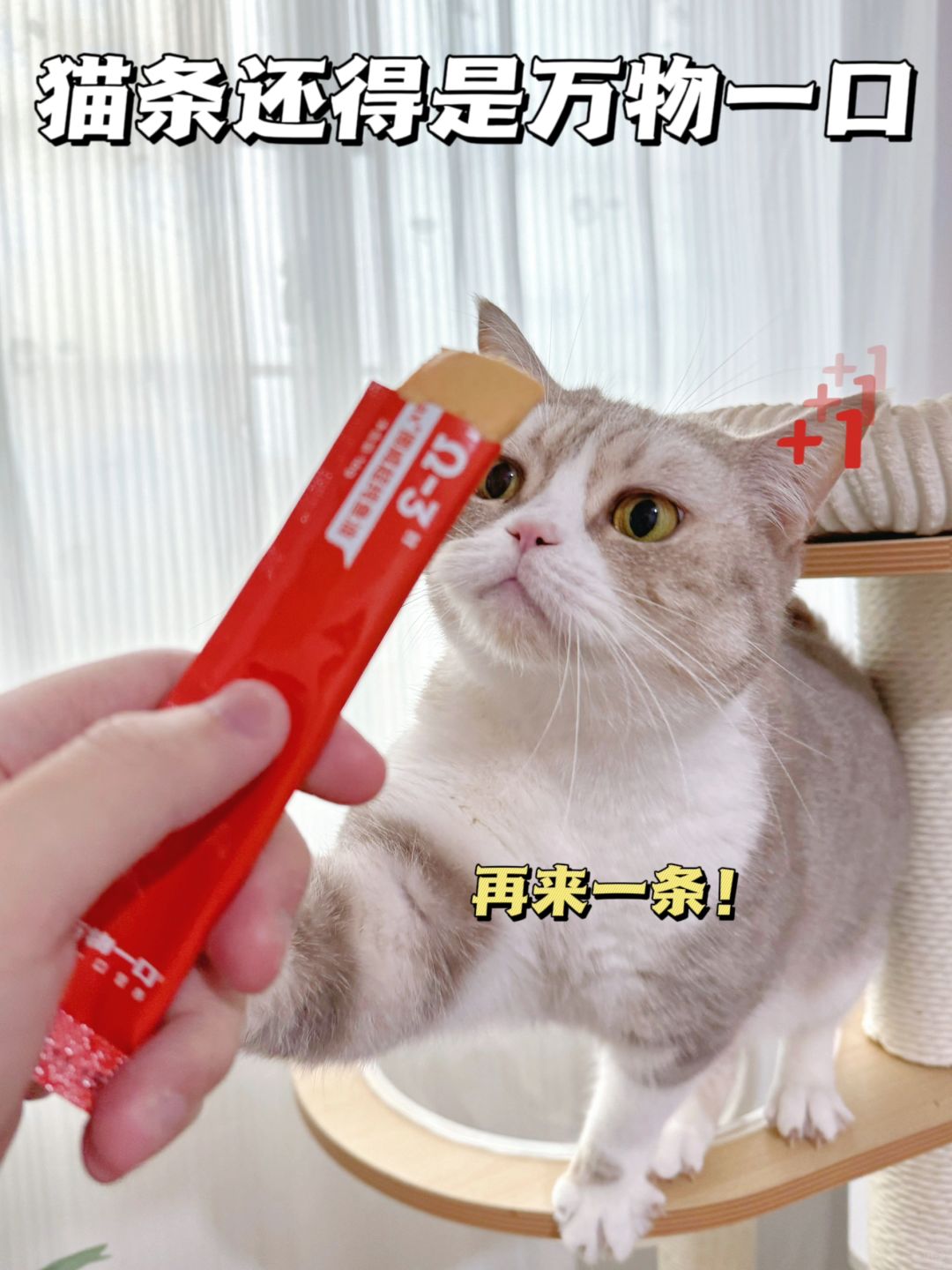 小猫严选！猫条才不是随便喂喂