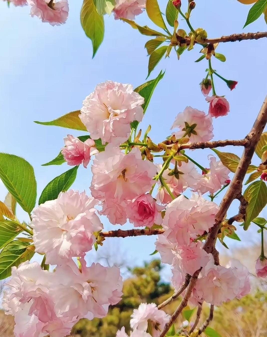 樱花盛开，春意盎然，美不胜收！🌸🌸🌸