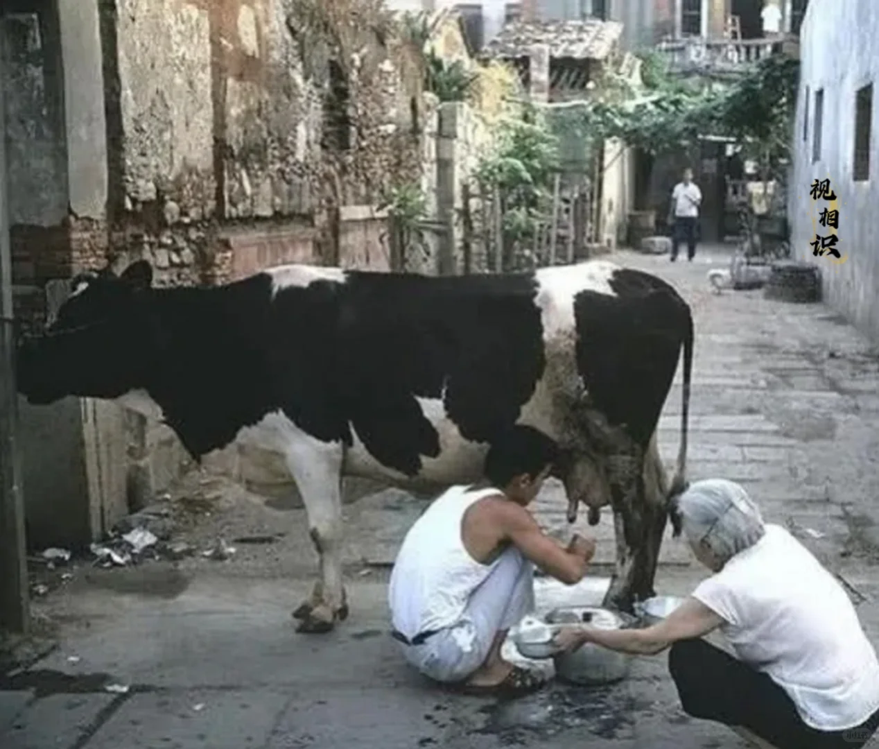 你喝过这种牛奶吗？这是80年代，福建泉州，一个个体养殖户牵着奶牛走街串巷，售卖新...