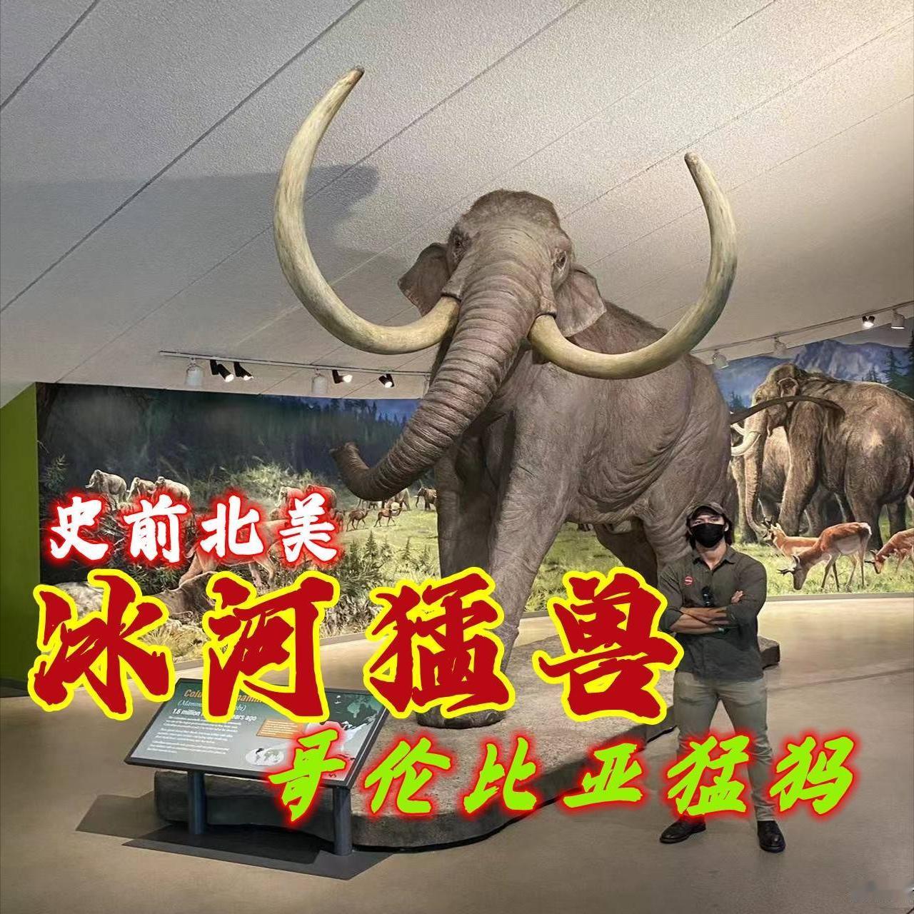 一提起猛犸象，很多人脑海中立刻浮现出这样的画面：浑身披着厚厚长毛、顶着弯弯长牙的