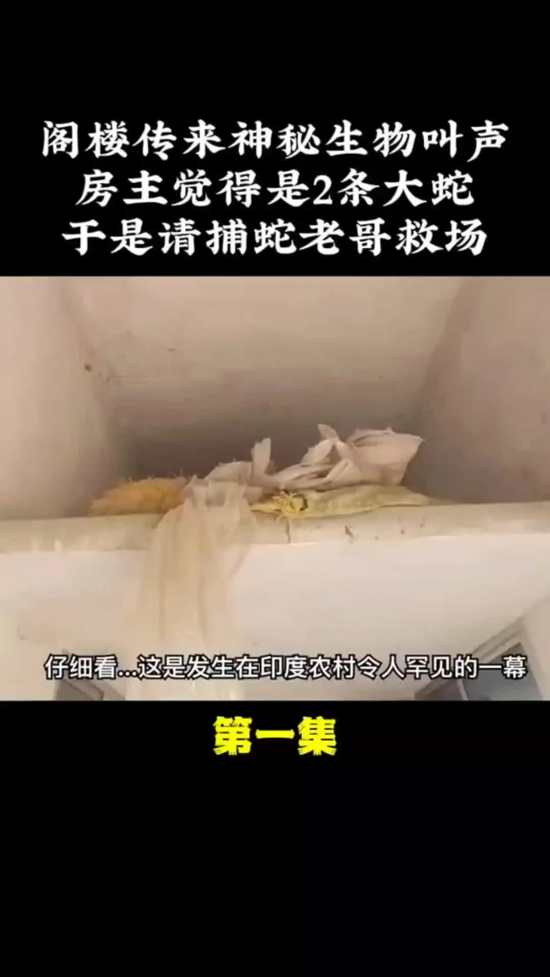 我的观影报告 内容启发搜索 神奇动物在 奇妙的动物