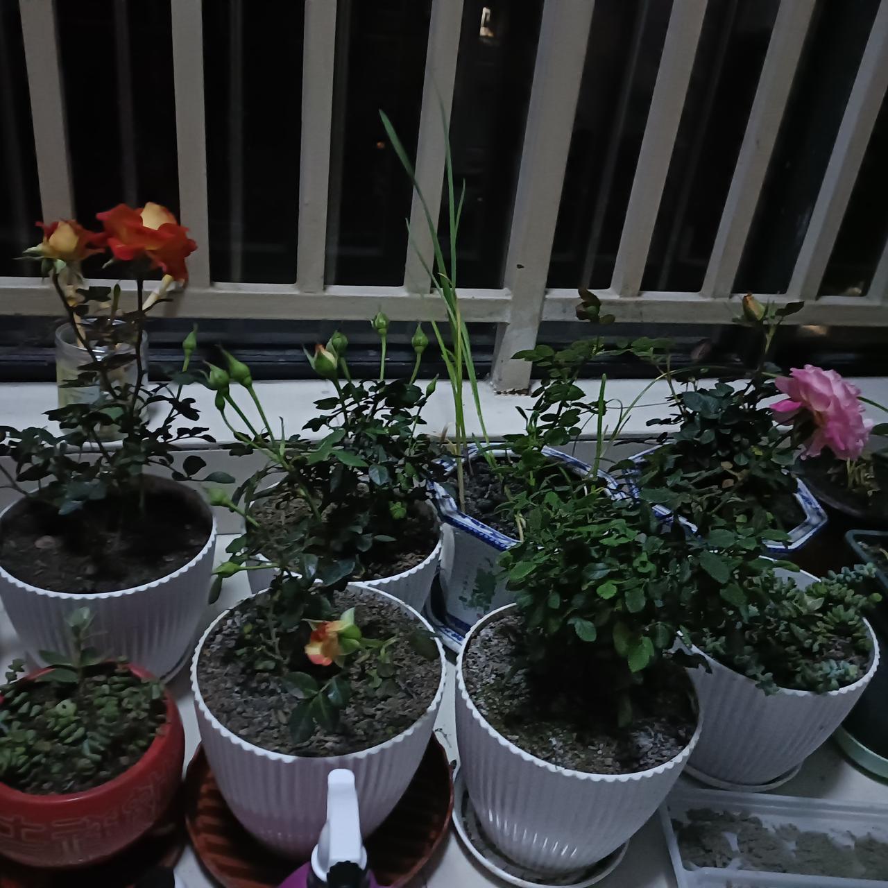 分享一张你相册的拍的花自己种的花来了